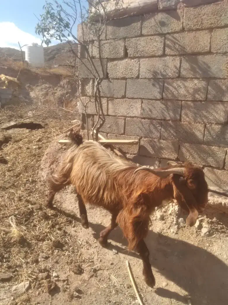 نر بز نژاد دار|حیوانات مزرعه|طارم, |دیوار