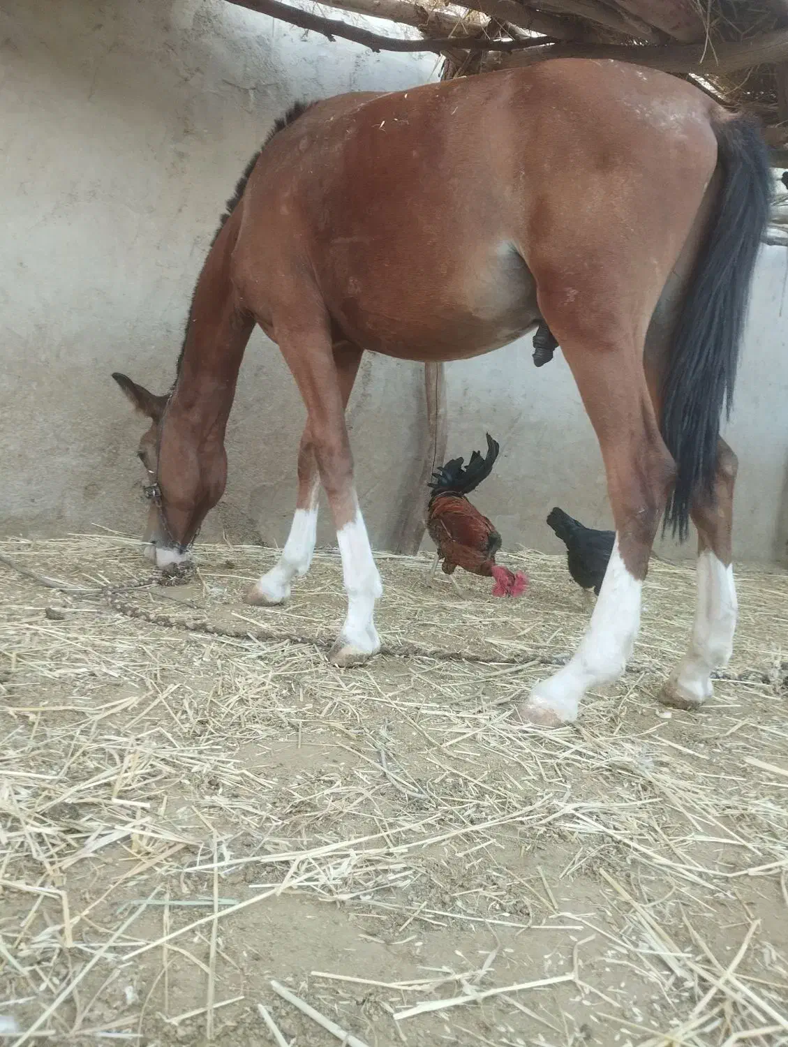 اسب|اسب و تجهیزات اسب‌سواری|امیدیه, |دیوار