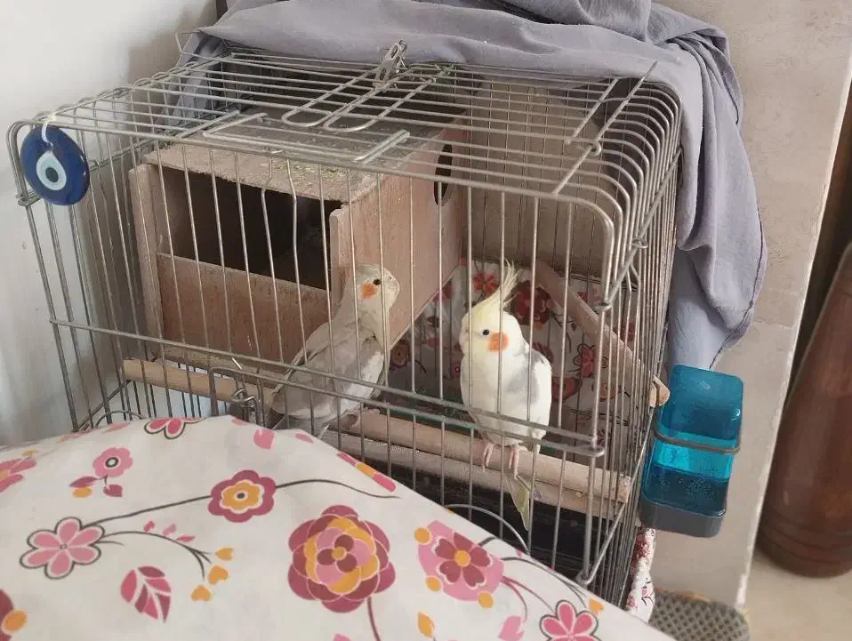 طوطی عروس مُولد|پرنده|نظرآباد, رسالت|دیوار