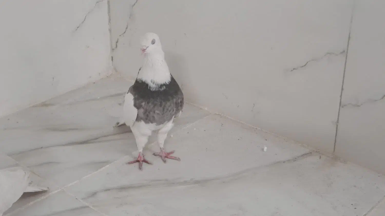 طوقی مهر|پرنده|یزد, |دیوار