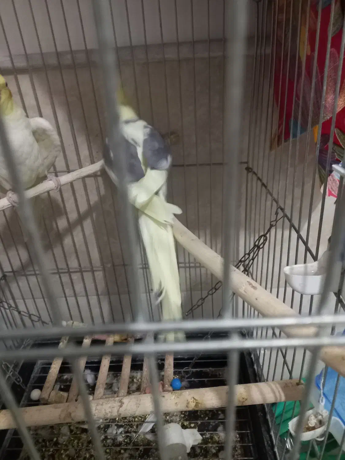 ۲عددعروس هلندی|پرنده|قم, سید معصوم|دیوار