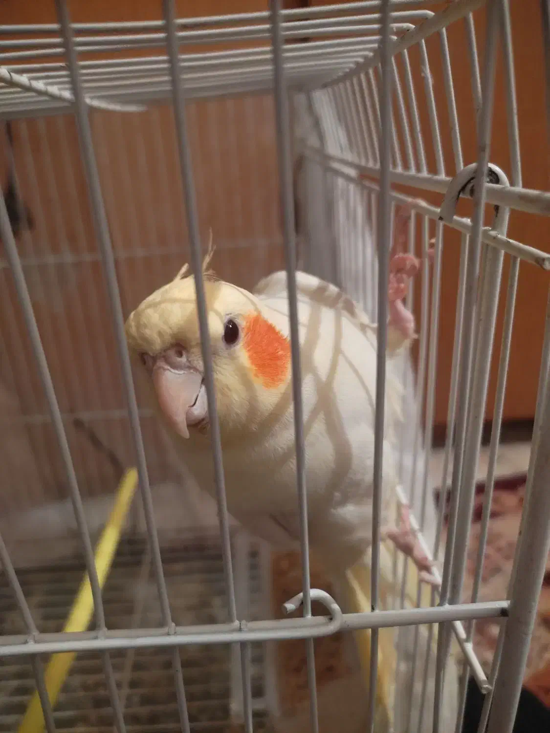 عروس آرام|پرنده|زابل, |دیوار