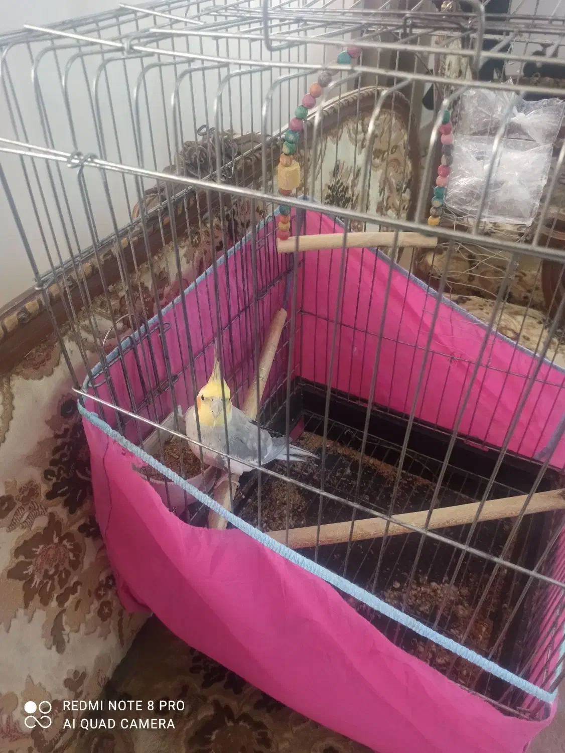 طوطی عروس|پرنده|گنبد کاووس, |دیوار