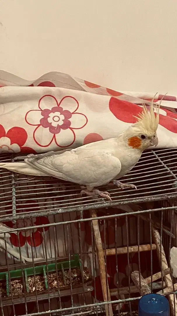 عروس هلندی|پرنده|ازنا, |دیوار