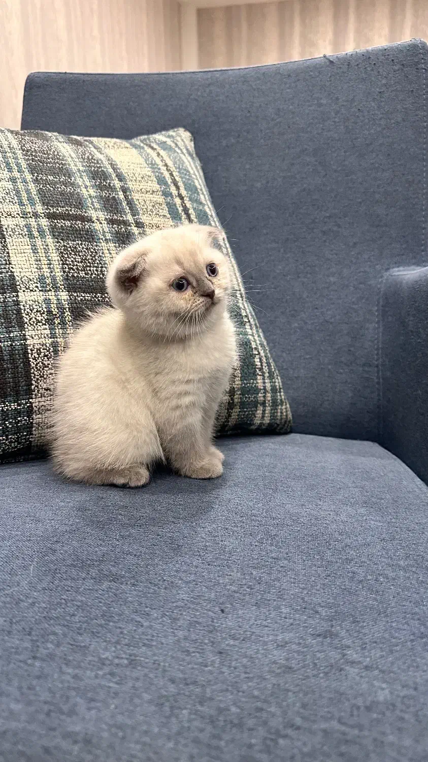 کربه اسکاتیش|گربه|یزد, |دیوار