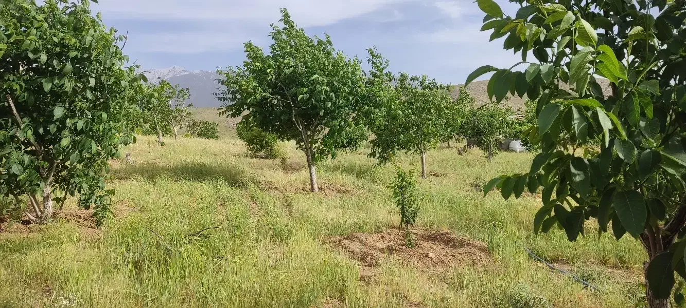 باغ ترشاب (فروش فوری نقد پول لازم )|فروش دفتر صنعتی، کشاورزی، تجاری|دورود, |دیوار