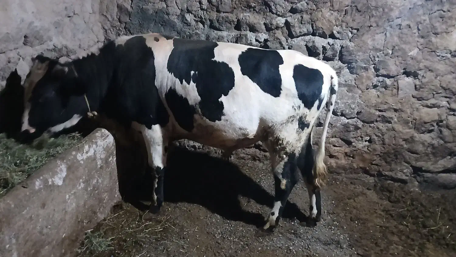 فروش گوساله نر|حیوانات مزرعه|هیر, |دیوار