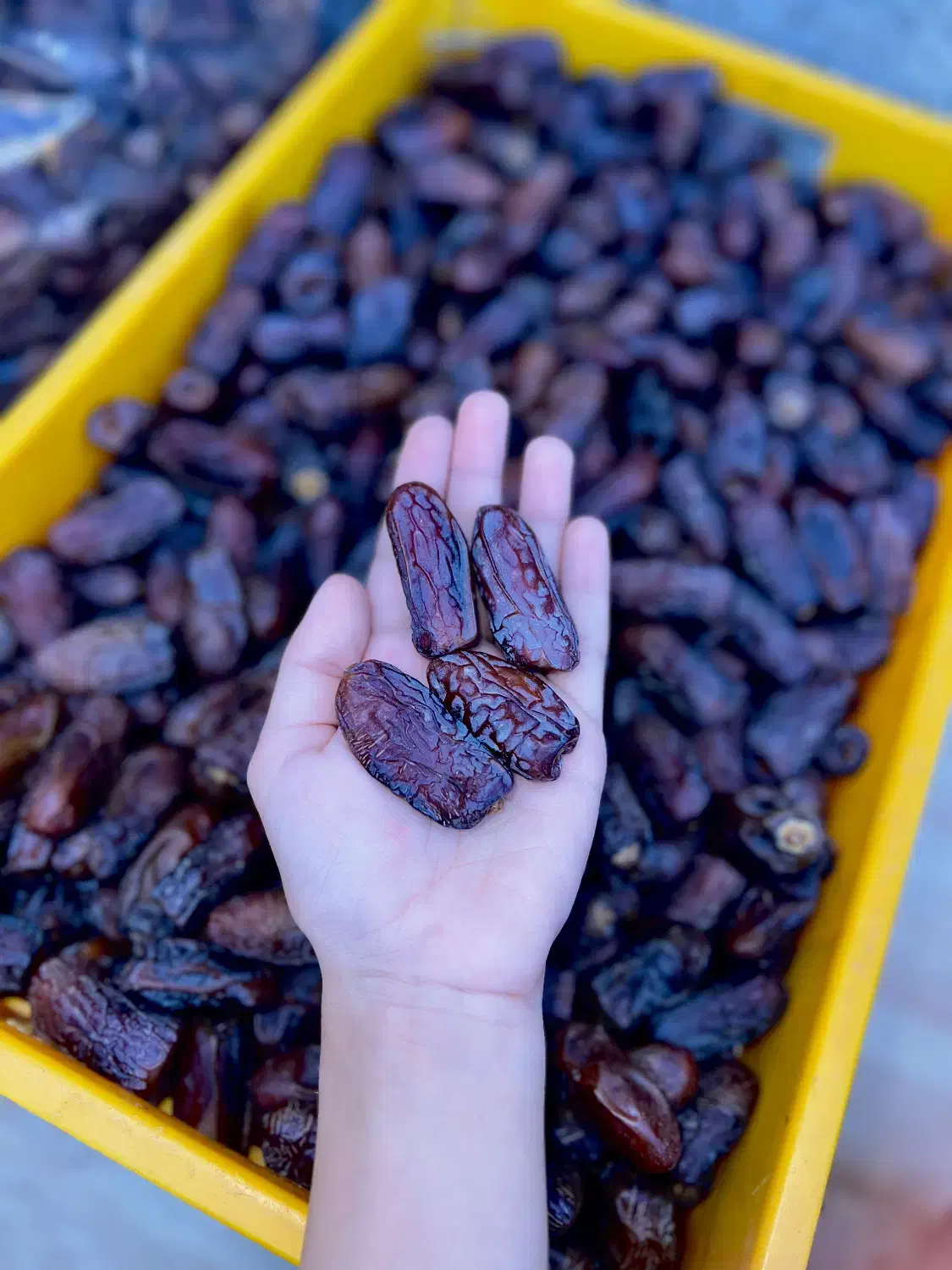 پیارم|خوردنی و آشامیدنی|بوشهر, |دیوار