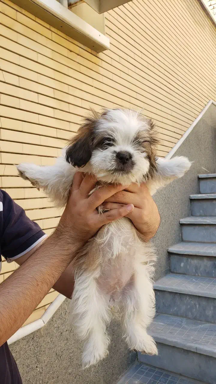 نر و ماده|سگ|سهند, |دیوار