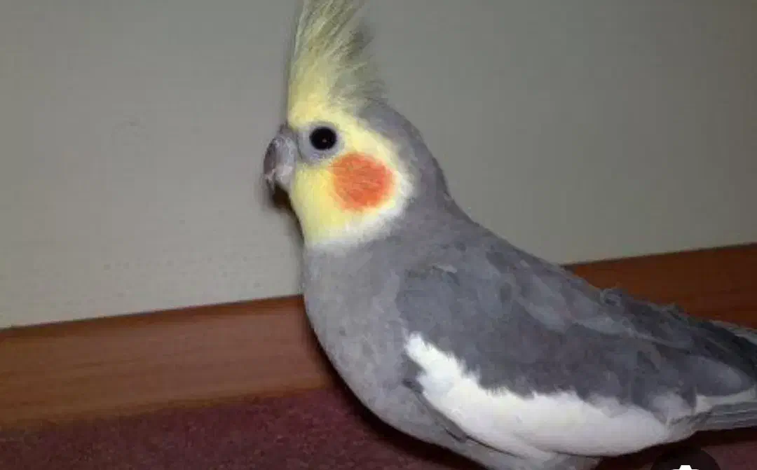 عروس هلندی سخنگو نر سالم|پرنده|ابهر, |دیوار