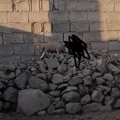 سگ عراقی واگذاری|سگ|مشگین شهر, |دیوار