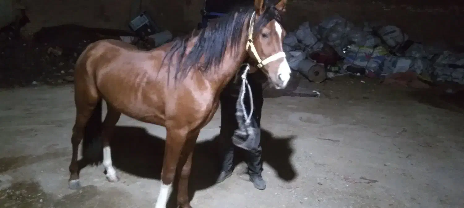 فروش وخرید اسب پالونی|اسب و تجهیزات اسبسواری|قهدریجان, |دیوار