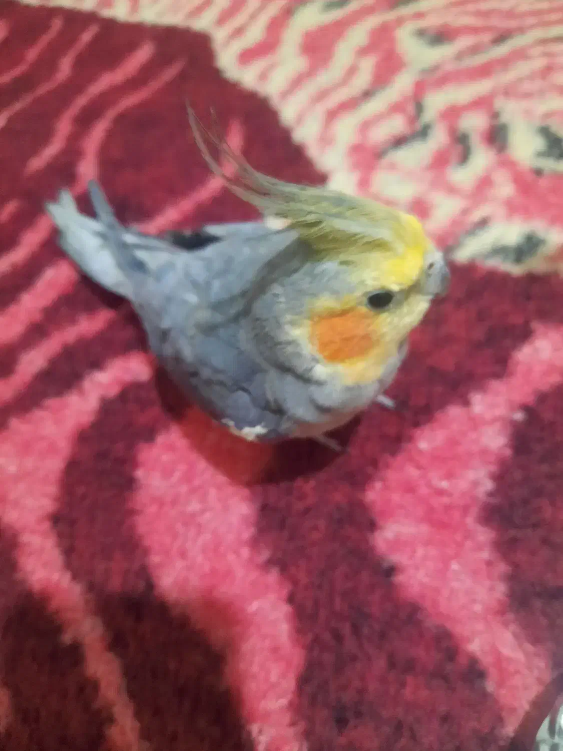 عروس هلندی|پرنده|تهران, شهرک زینبیه|دیوار