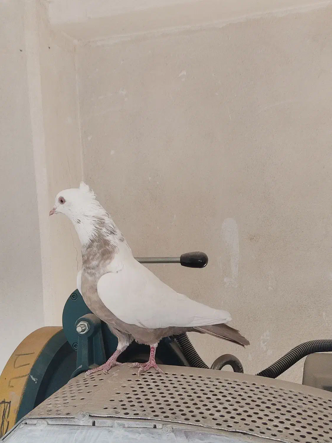 دم قهوه ای|پرنده|شیراز, شهرک مدرس|دیوار