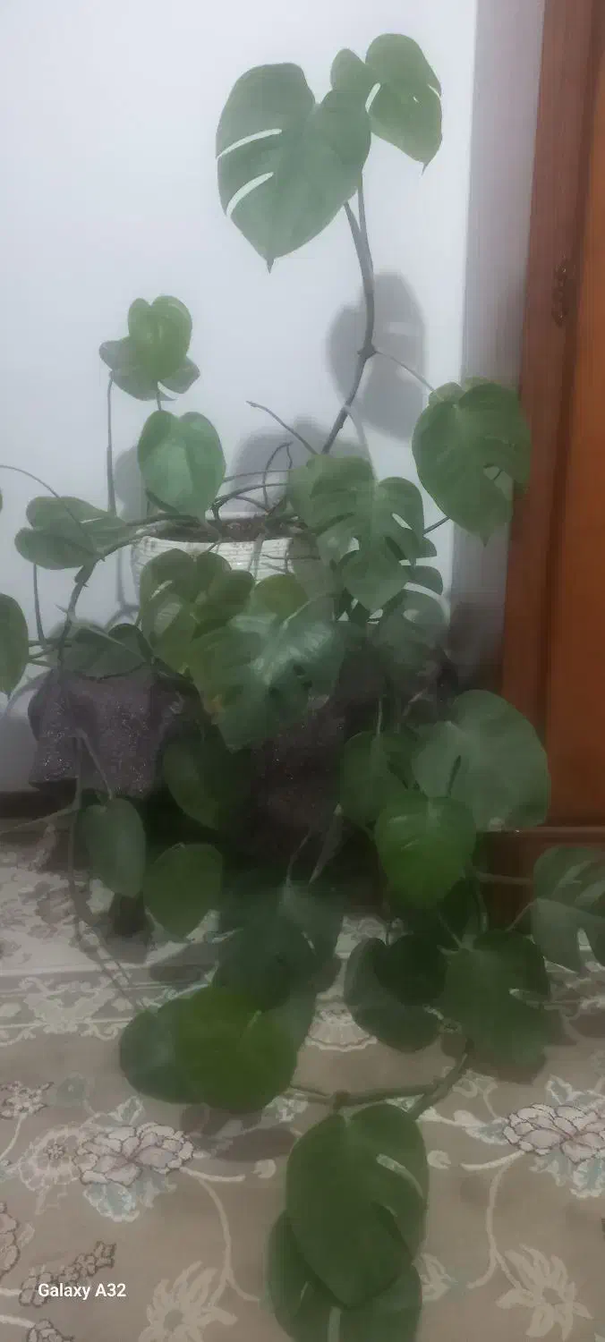 گل طبیعی|گل و گیاه طبیعی|قم, انسجام|دیوار