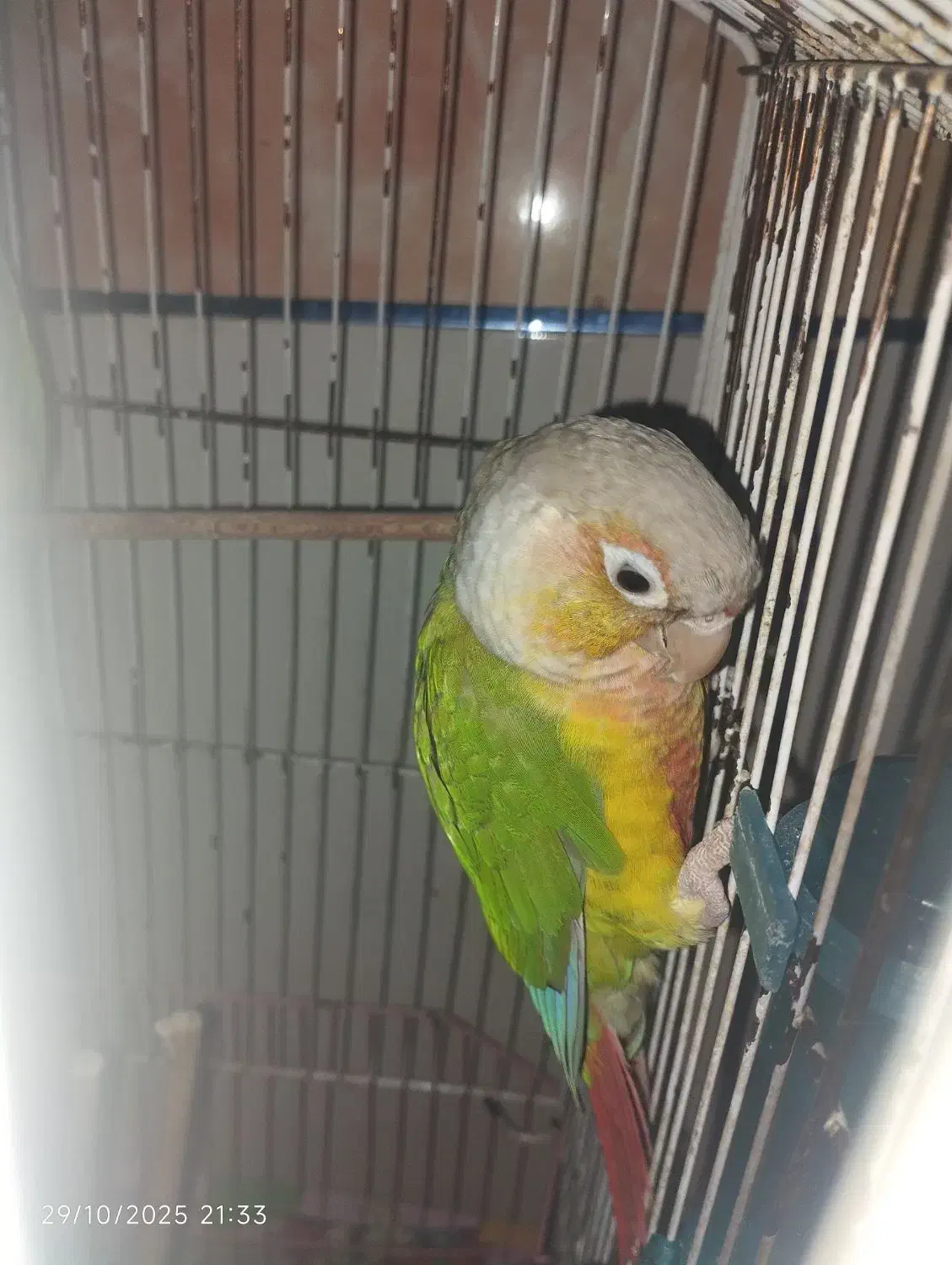 گرینچیک آناناسی|پرنده|زرند, |دیوار