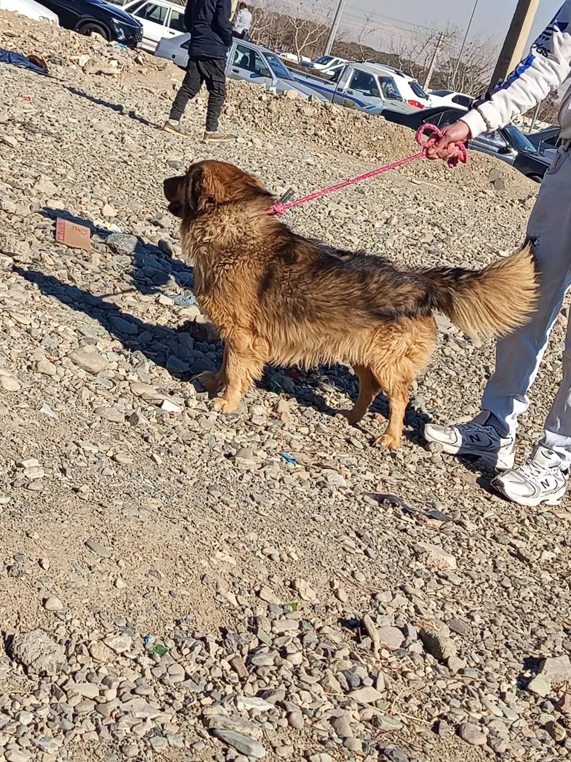 سگ ژرمن|سگ|گرمدره, |دیوار