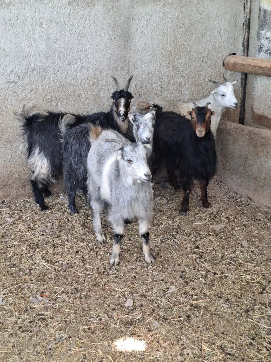 چپش بز وبزغاله|حیوانات مزرعه|پاکدشت, پاکدشت (مامازند)|دیوار