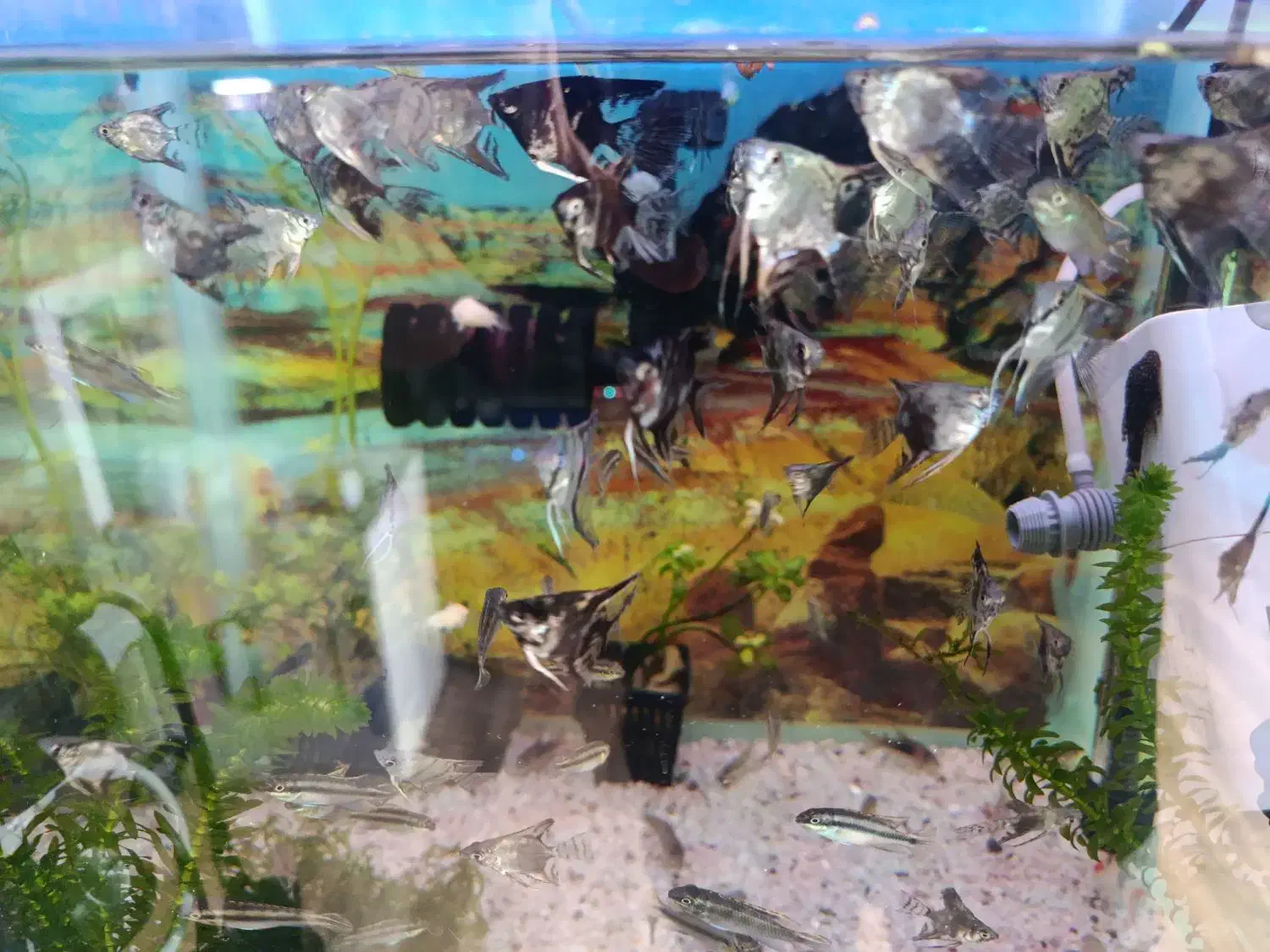 ماهی آنجل|ماهی|رشت, شهرک صبا|دیوار