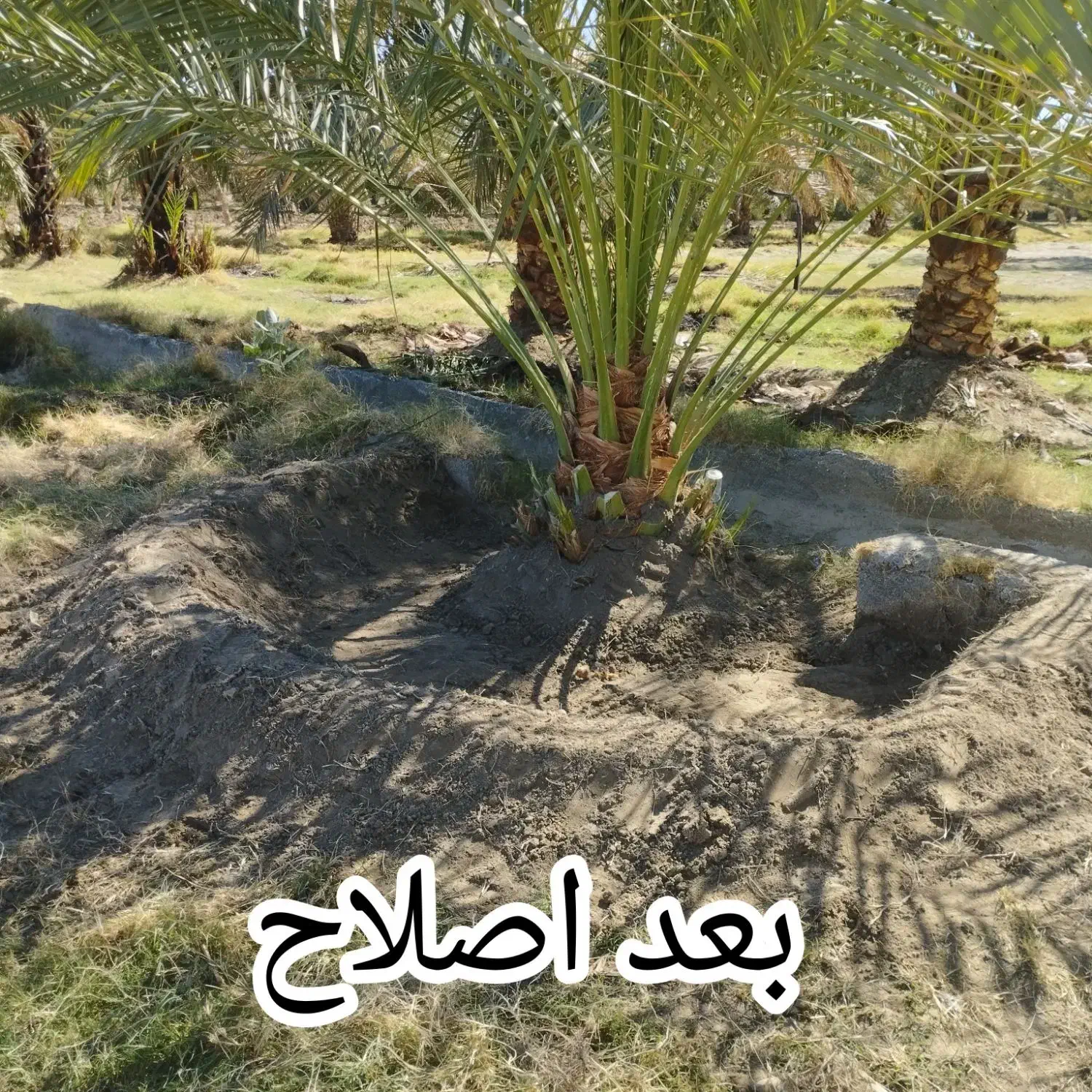 فروش 30عددگوک ربی|گل و گیاه طبیعی|ایرانشهر, |دیوار