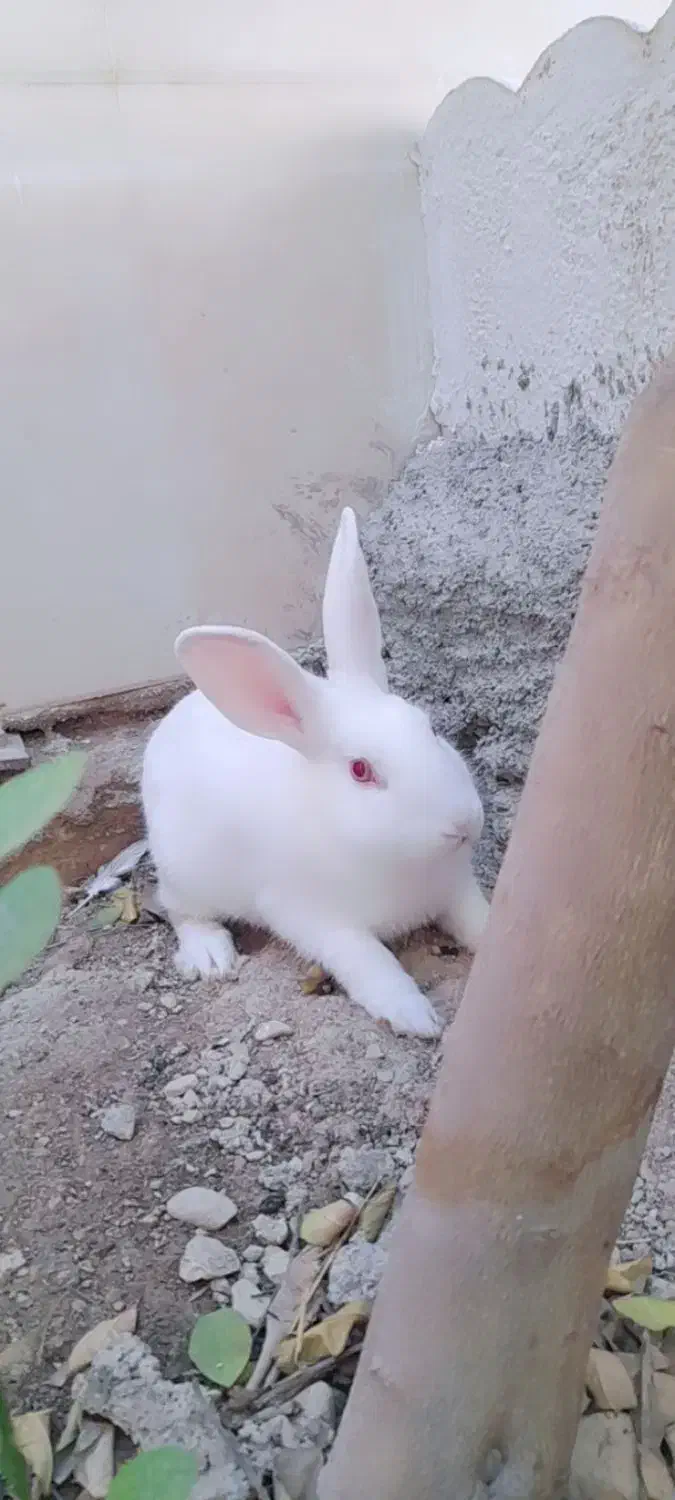 خرگوش سفید چشم قرمز|موش و خرگوش|کازرون, |دیوار