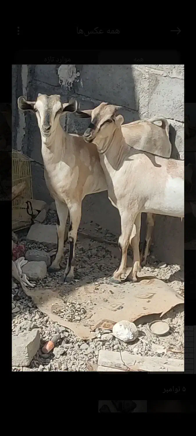 دو راس کره ماده سومال|حیوانات مزرعه|مهران (هرمزگان), |دیوار