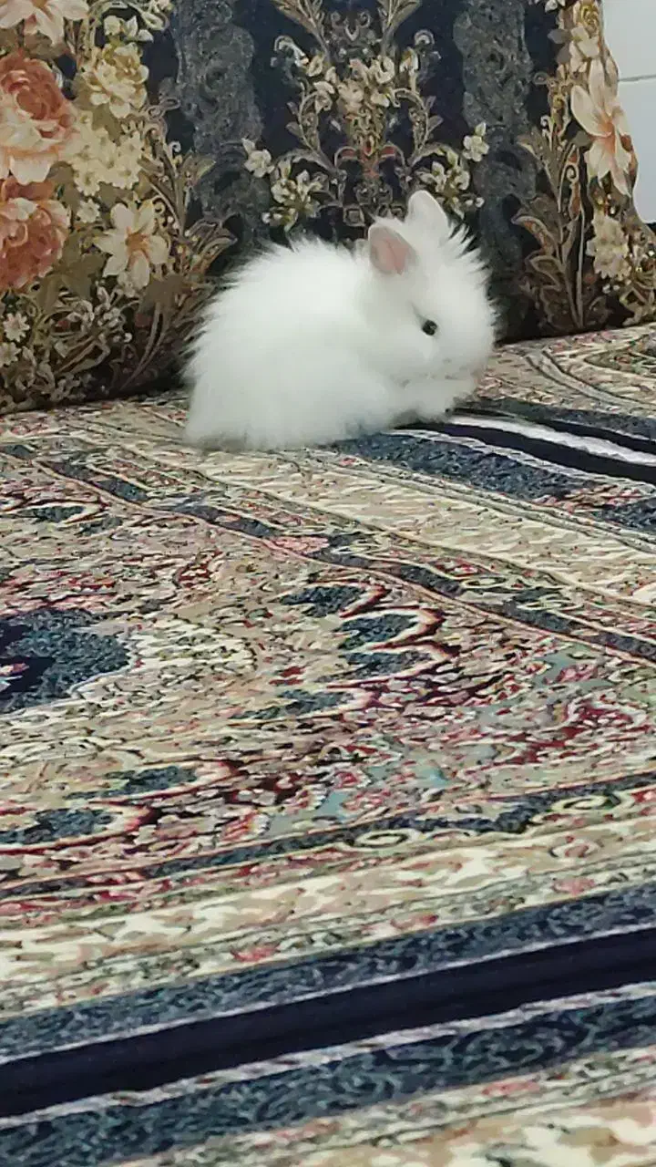 خرگوش لپی|موش و خرگوش|ابهر, |دیوار