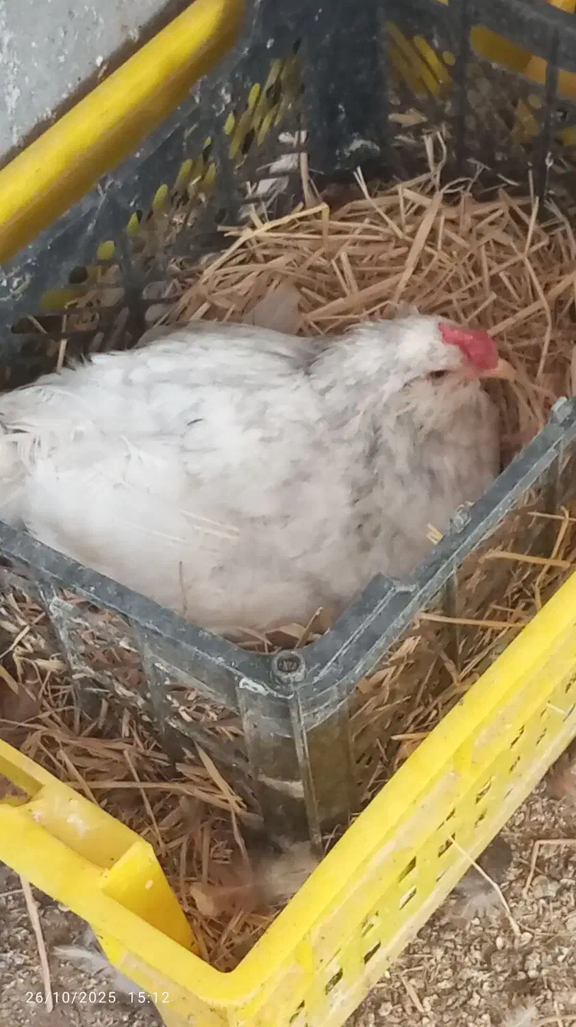 تخم نطفه دار گلین زیبا و دیدنی|حیوانات مزرعه|کرج, چهارصد دستگاه|دیوار