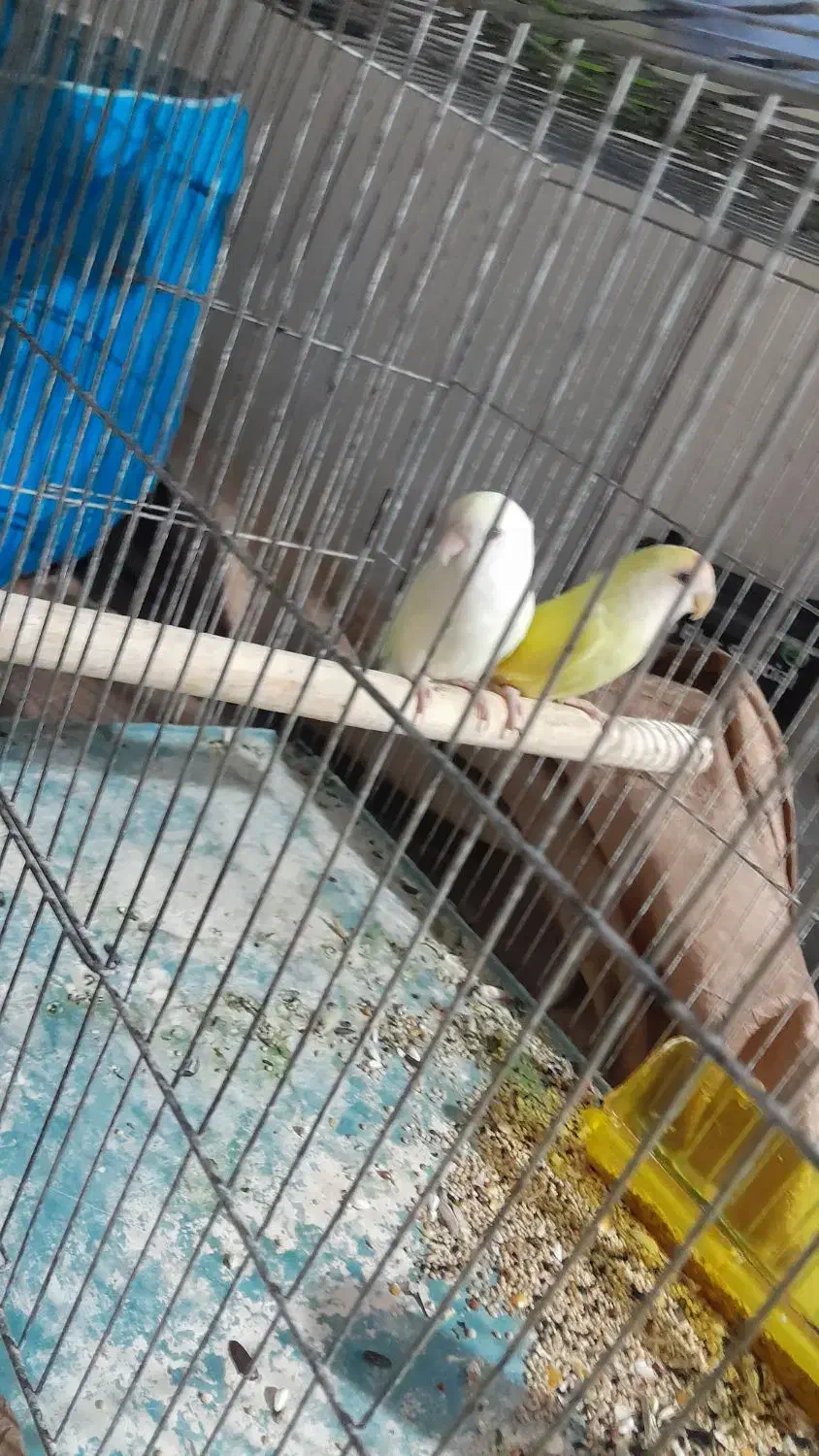 طوطی برزیلی|پرنده|مشکین‌دشت, |دیوار