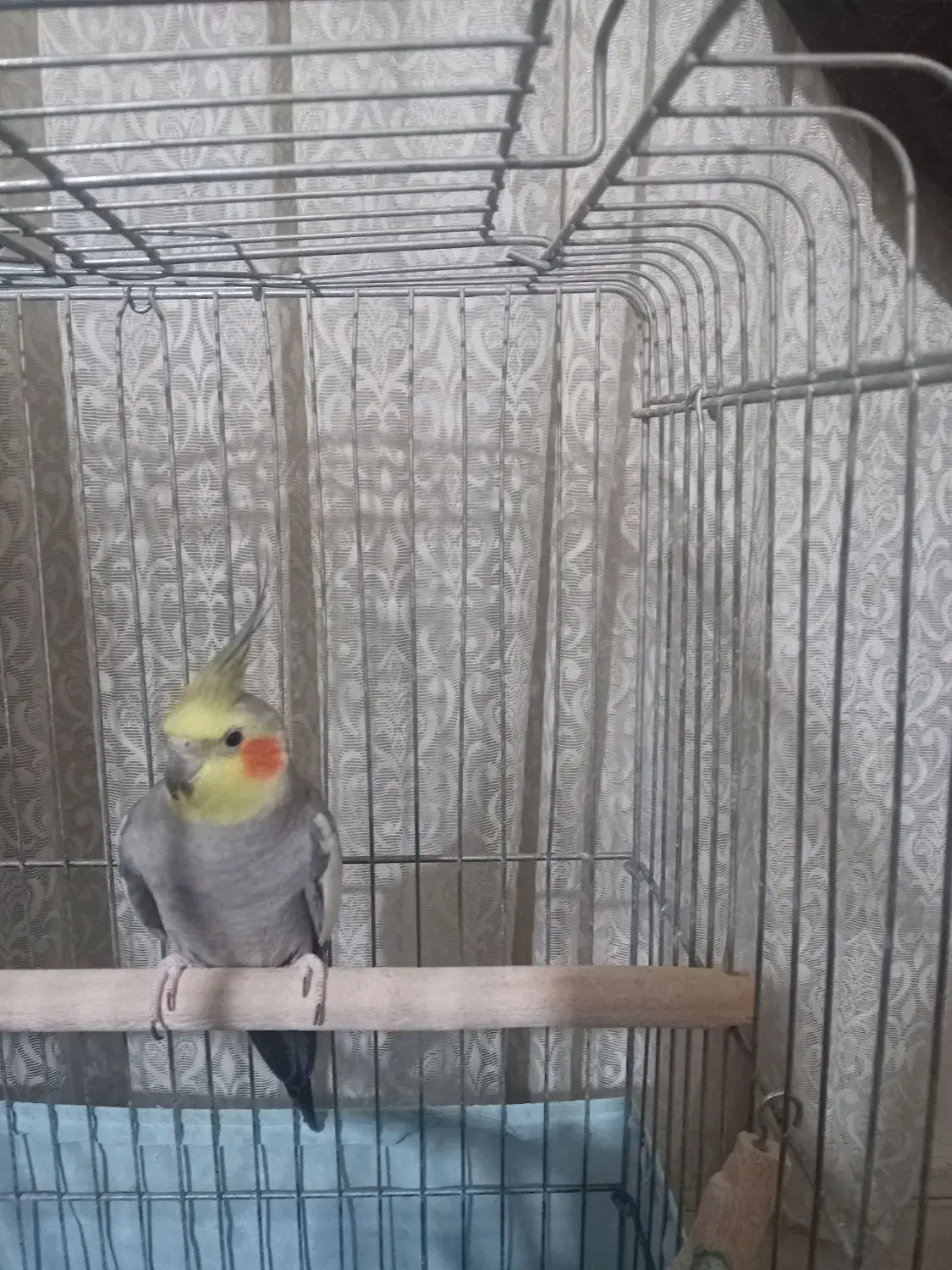 عروس هلندی سخنگو|پرنده|رباطکریم, رباطکریم|دیوار