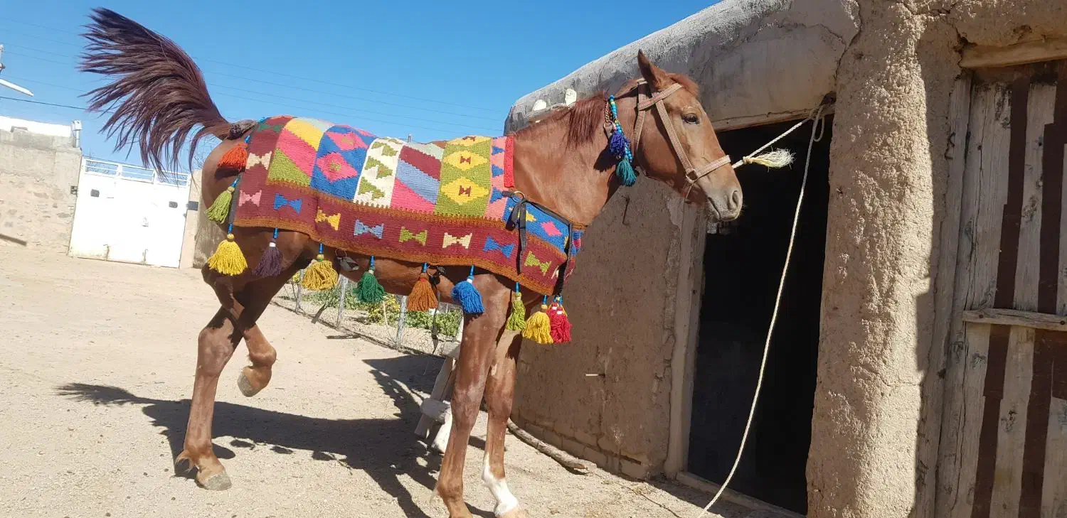 فروش کره اسب دره شور بیست ماهه|حیوانات مزرعه|کاغذکنان, |دیوار