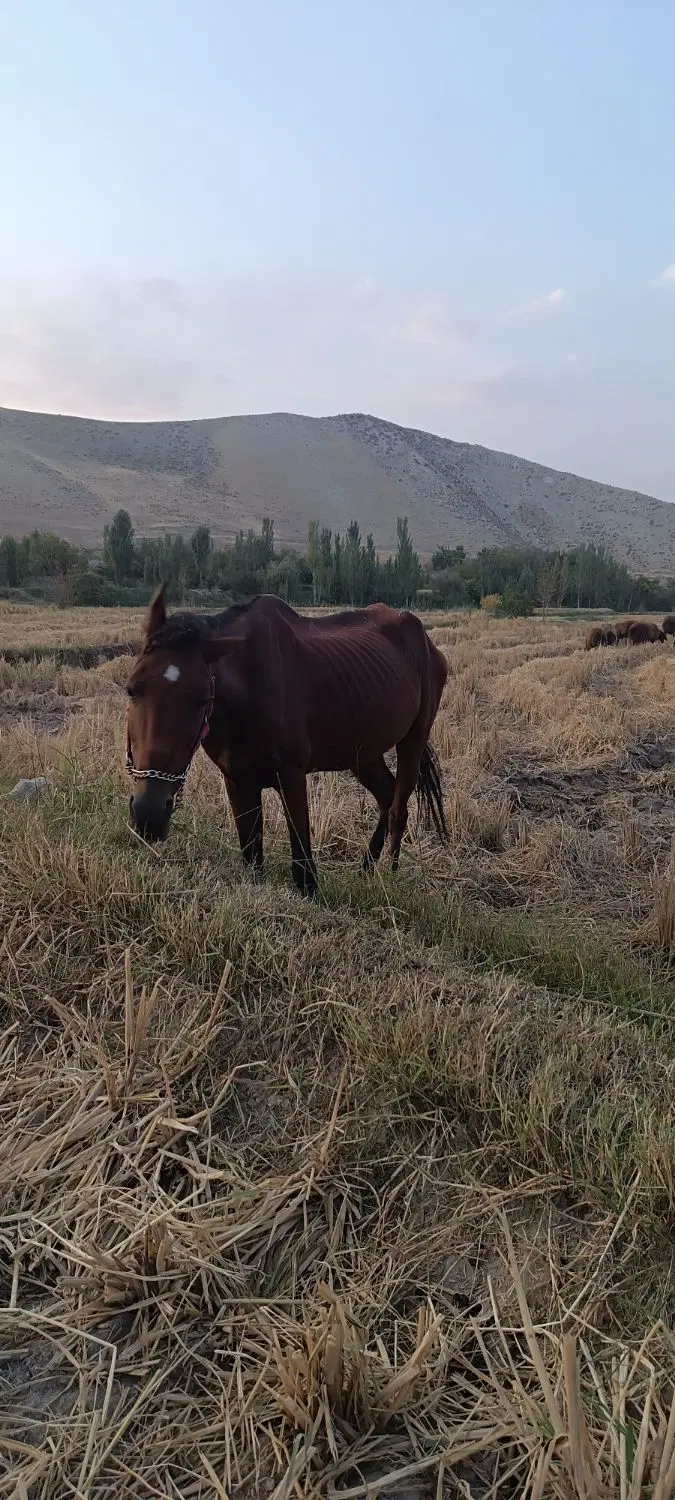 اسب|اسب و تجهیزات اسب‌سواری|مشهد, خواجه ربیع|دیوار