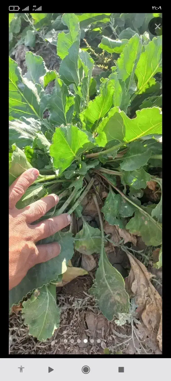 چغندر فروشی تحویل دامدار|خوردنی و آشامیدنی|چناران, |دیوار