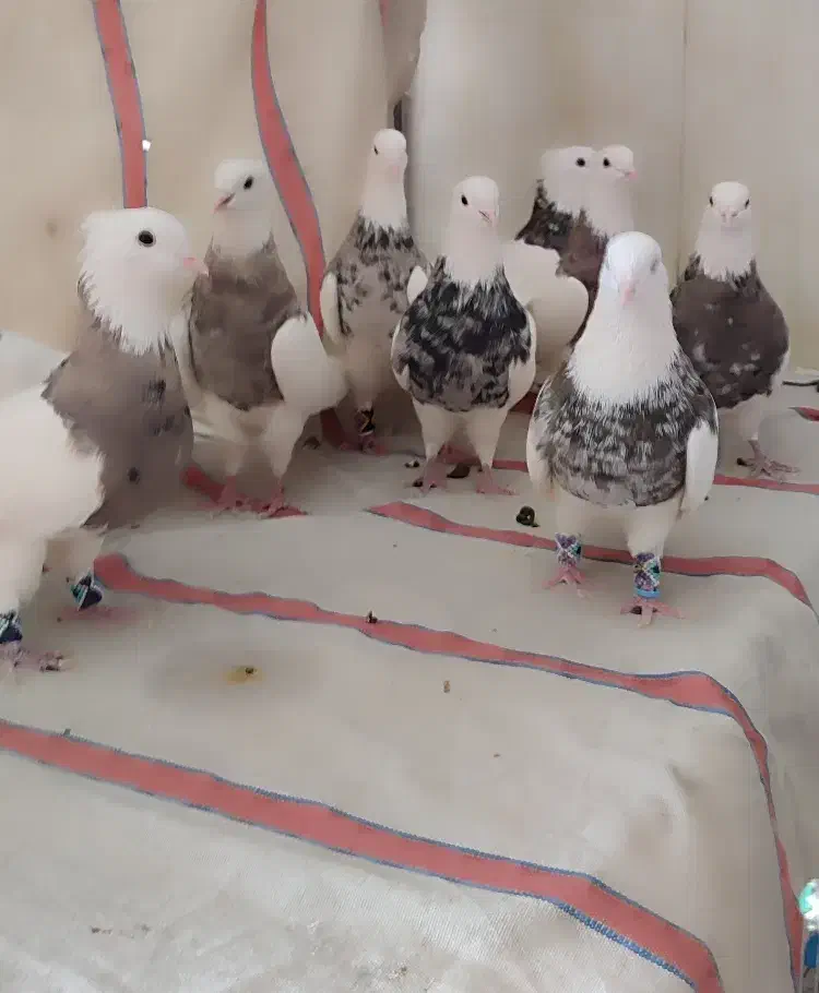 طوقی|پرنده|شاهین‌شهر, نبوت|دیوار