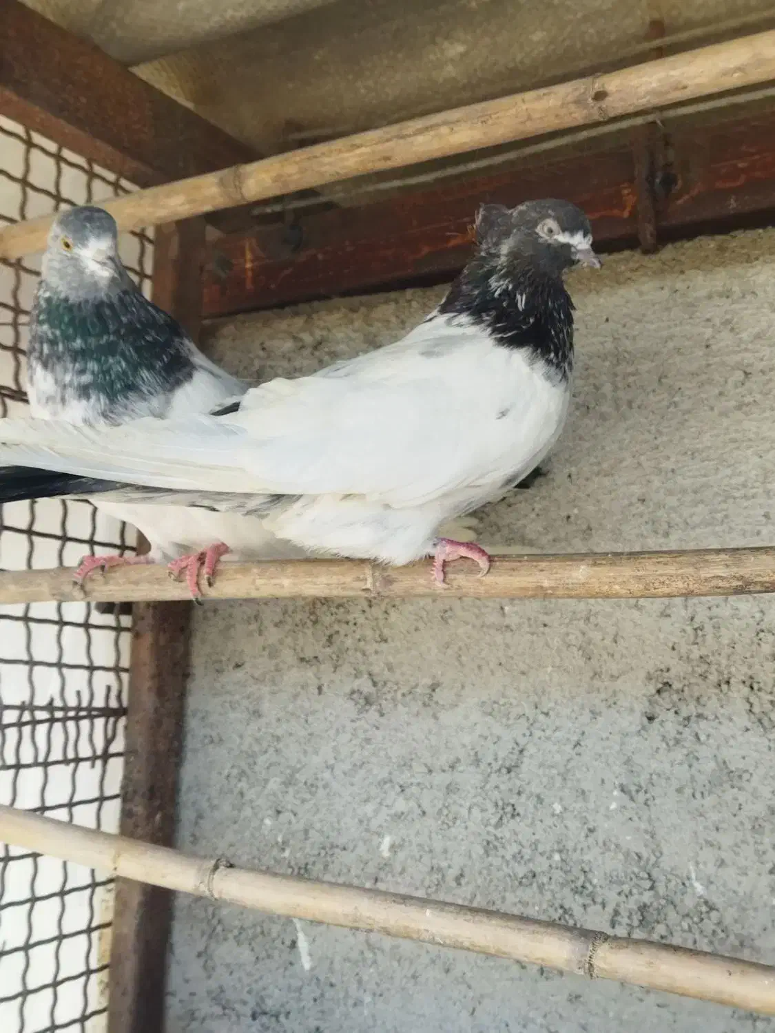 کبوتر کله دم سبز|پرنده|قائم‌شهر, |دیوار