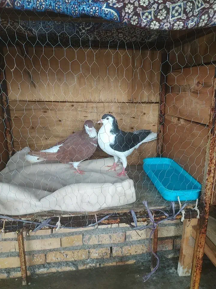 کبوتر ساده|پرنده|آق قلا, |دیوار