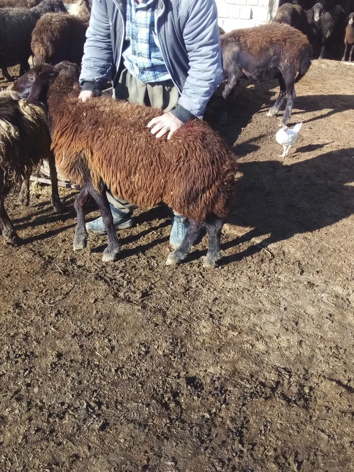 فروش گوسفند ماده|حیوانات مزرعه|محمدبار, |دیوار