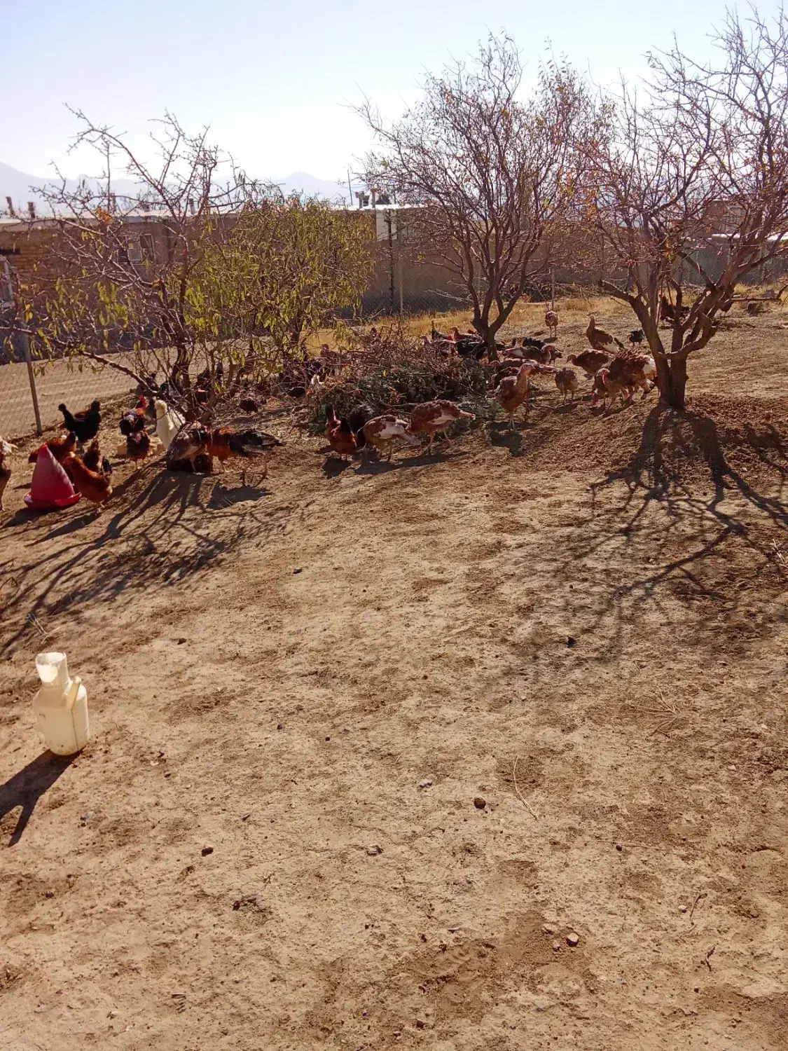 بوقلمون|حیوانات مزرعه|بلبان آباد, |دیوار