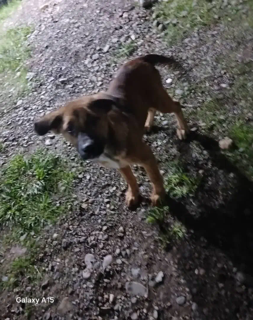 ۵ ماهه سگ نَر|سگ|رشت, حومه رشت|دیوار