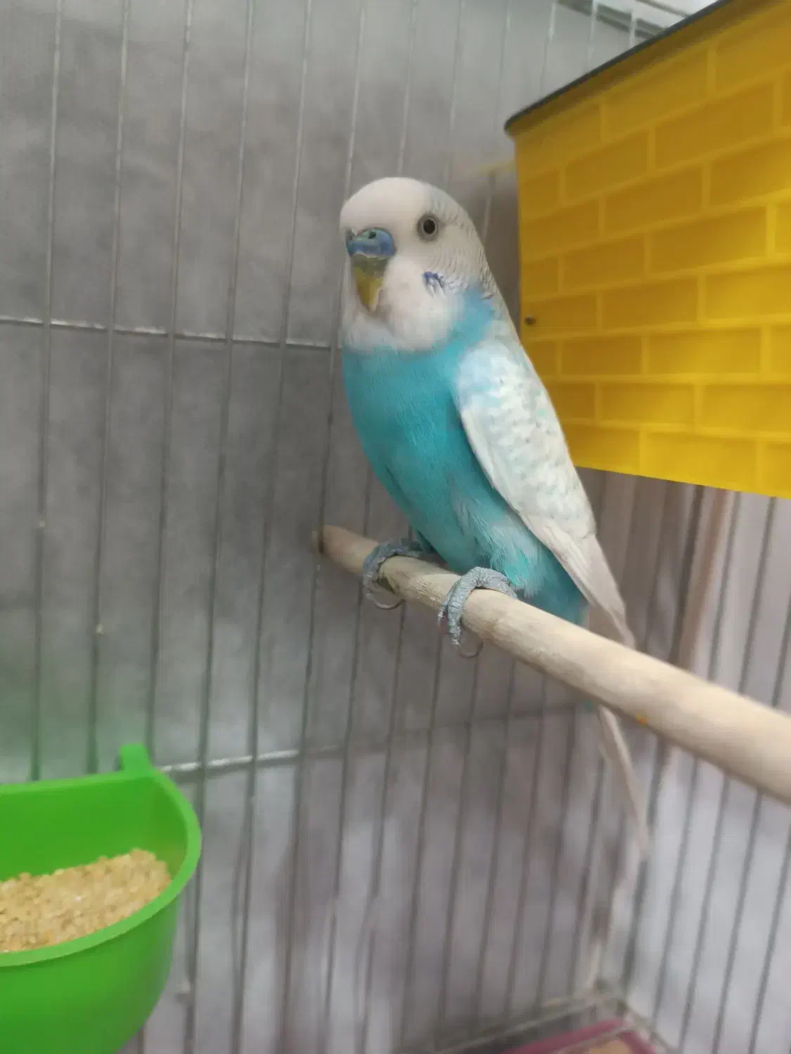 مرغ عشق بدون قفس سالم|پرنده|طبس, |دیوار