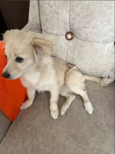 سگ اشپیتز ماده|سگ|قزوین, |دیوار