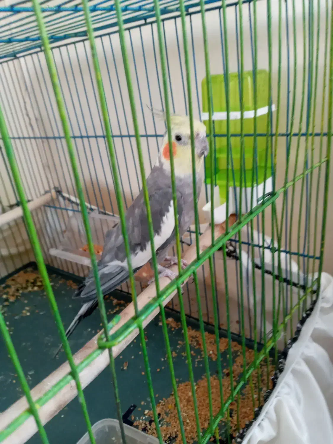 عروس هلندی قشنگ|پرنده|گلستان (تهران), |دیوار