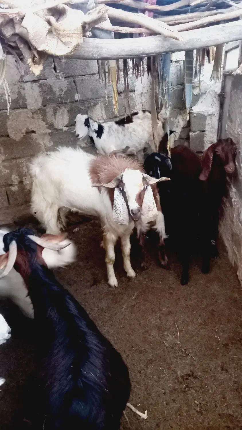 پاچن گوشتی. نسلی|حیوانات مزرعه|نیک شهر, |دیوار