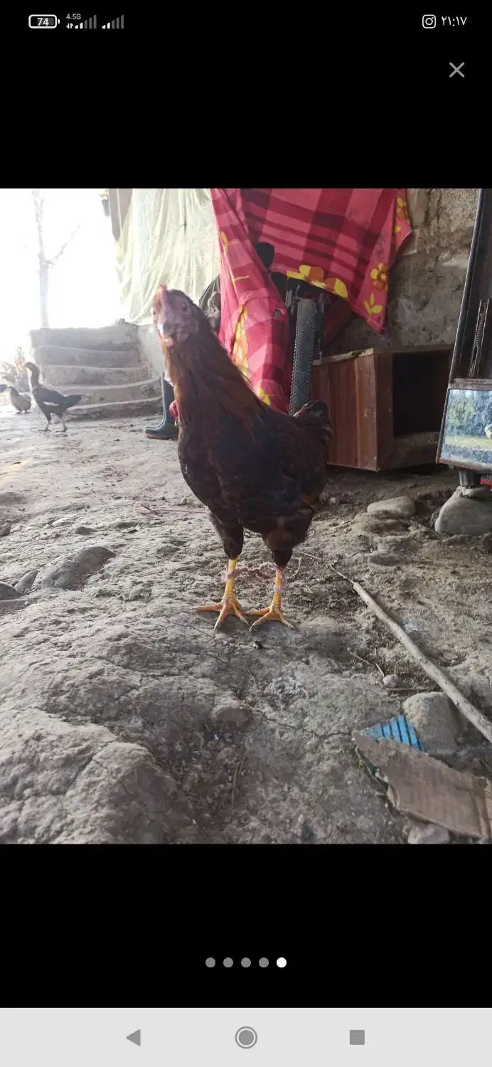 خروس محلی|حیوانات مزرعه|لاهیجان, بازکیاگوراب|دیوار