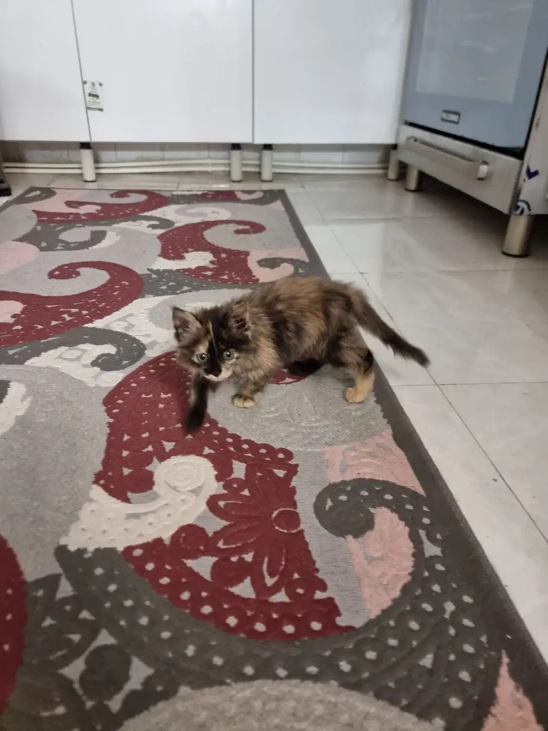 گربه پرشین|گربه|تهران, مختاری|دیوار