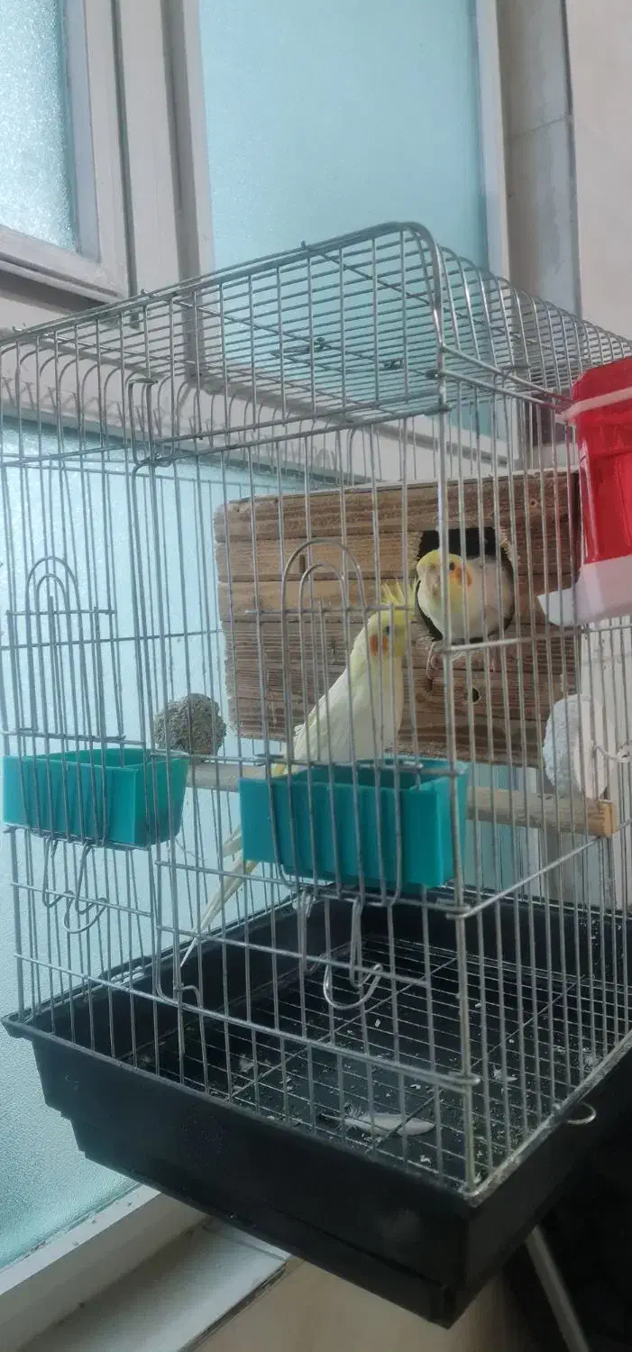 عروس هلند|پرنده|تهران, باغ خزانه|دیوار