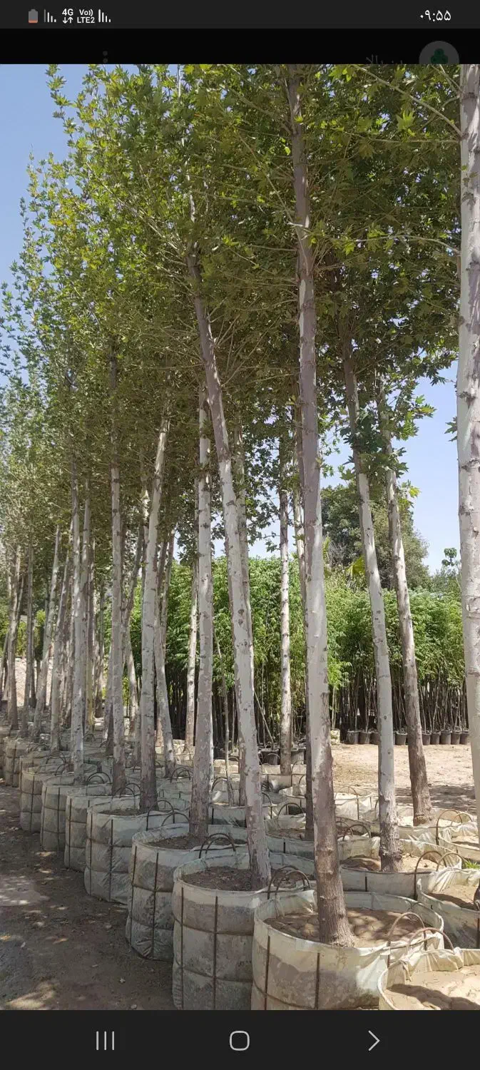 خرید درخت|خدمات باغبانی و درختکاری|اردبیل, |دیوار