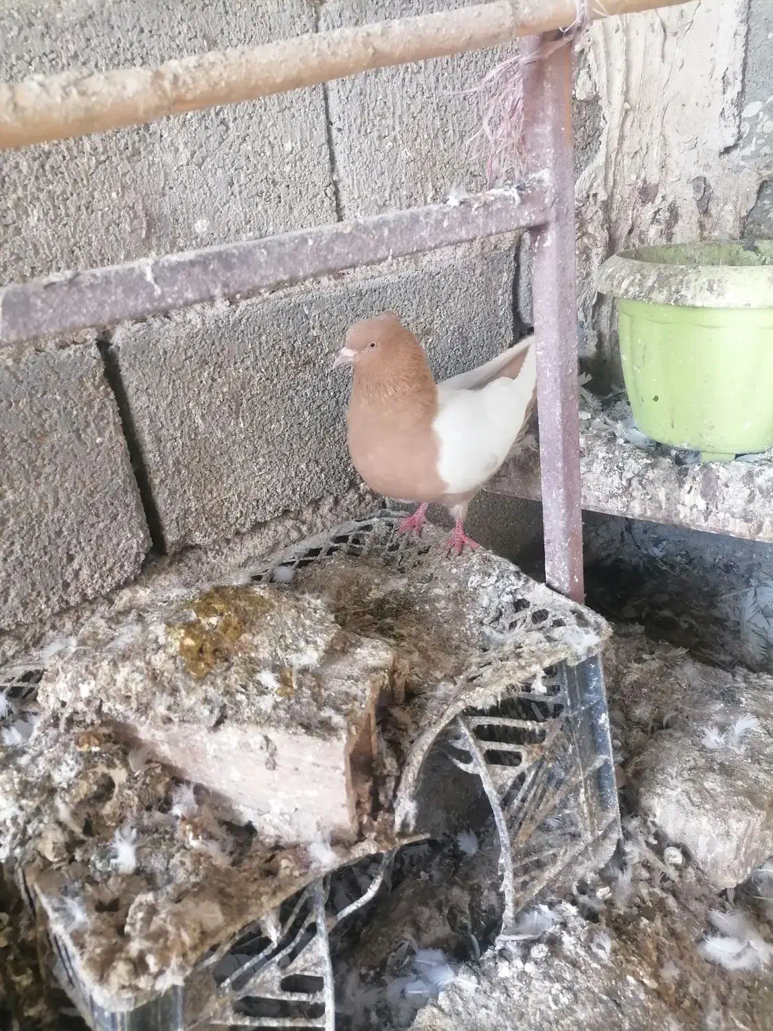 سینه زرد|پرنده|مانه, |دیوار