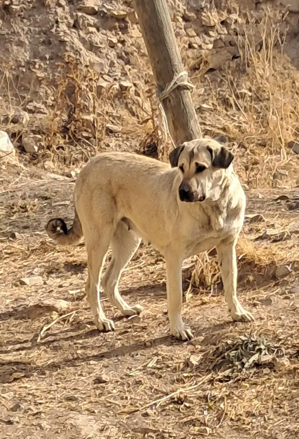 واگذاری خوشتیپ ۱۶ ماهه سگ ماده پژدر عراقی قد ۷۸|سگ|اردبیل, |دیوار