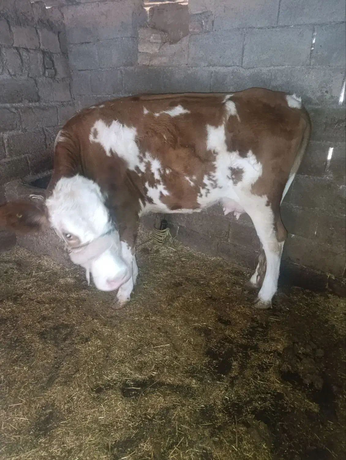 گاو سیمیتال|حیوانات مزرعه|دره شهر, |دیوار